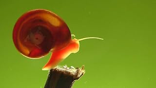 Ramshorn Snails - Pink - Leopard - Gold - Mixed Colors - Live 10+ for Freshwater Ponds/Aquariums - Bred and Raised by Bubbles Up Aquatics, pink, red, blue, gold, brown