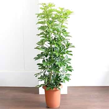 シェフレラ　カポック　8号　1m 幹ゴリシェフレラ シェフレラ カポック 8号 1m 幹ゴリシェフレラ