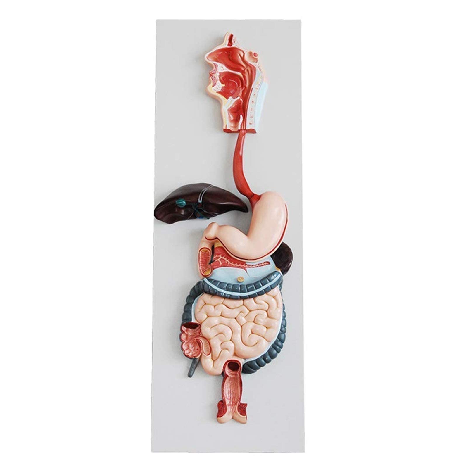 Anatomical Human Digestive System Model - Abdominal Model Digestive System Model Oral Cavity Esophagus Stomach Gut Hepatobiliary Sac Cecal Teaching Medicine Model