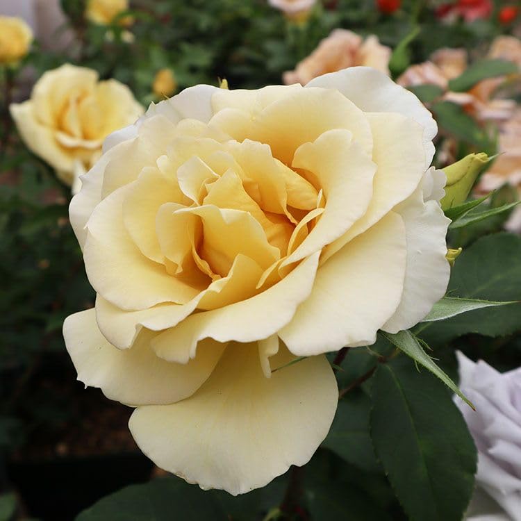 要問合せ♥️ヨーロッパ空間♥️薔薇好き♪ローズ　バラ　プランター　ガーデン　2種 ピンクローズガーデンでメルヘンツァウバーが咲いてきました