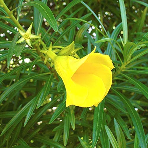 Indiana Yellow Oleander Peeli kaner Utonglei Kolkaphul Kanaviram Pivalakanhera Karavirah Gowri pushpa Cemponmaram Pachhaganneru Sherani Live Plant_Odiplantz