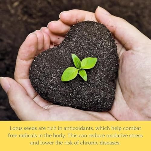 Image of Lotus Flower Seeds for Home Garden a€ inch Pack of 7 Seeds | Kamal Beej for Water Gardening | Aquatic Flower Seeds for Balcony, Terrace & Outdoor Garden Pond