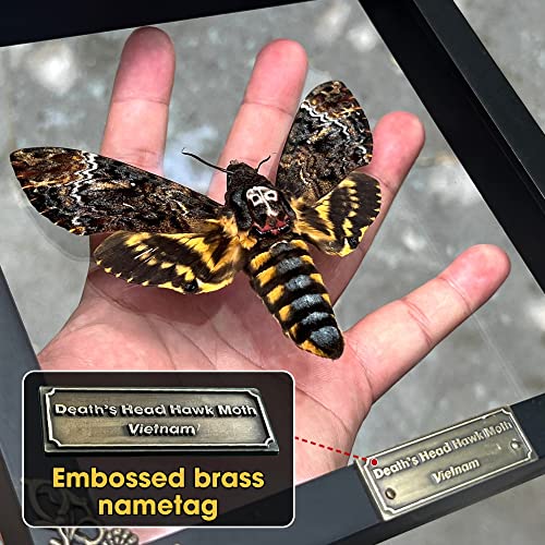 Real Death Head Moth Acherontia Skull Butterfly Handmade Shadow Box for Dad Oddity Curiosities Unique Taxidermy Insect Collectables Wall Art Home Decor Bedroom K18-01-KINH - Image 2