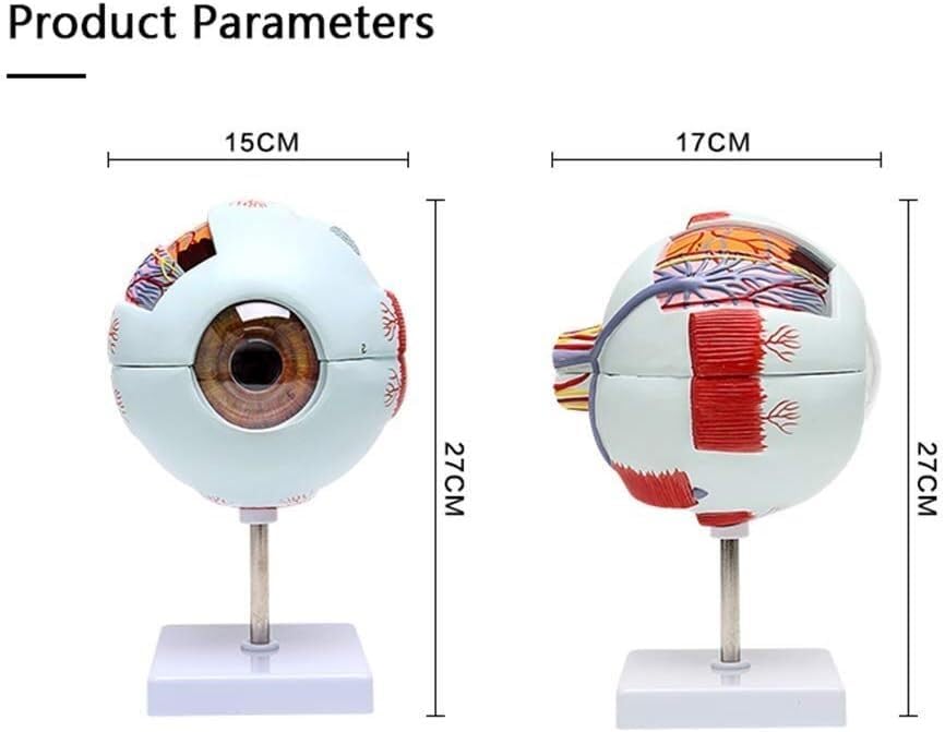 Modèle anatomique de globe oculaire humain agrandi pour cabinet médical