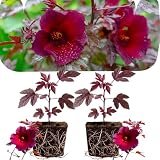 2 Cranberry Hibiscus Plants Live, Home Garden Plant, 4-6 Inch Tall