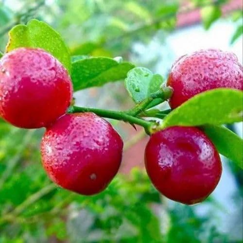 Image of GreenWorld Special Seedless Red Pati Lemon /Nimboo (Pack Of 1 / Guti Kolom) Live Plant,Healthy & Air Layered Plant,''Fruit After 3 to 6 Month''