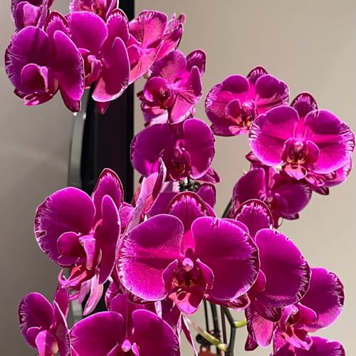 Orchid Plant Seeds, Balcony Garden Plant, Outdoor Shaded Area Grower, Urban Gardening Addition, Small-Space Orchid 250pcs