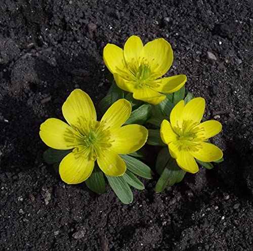 Winterlinge Kaufen Die 15 besten Produkte im Vergleich