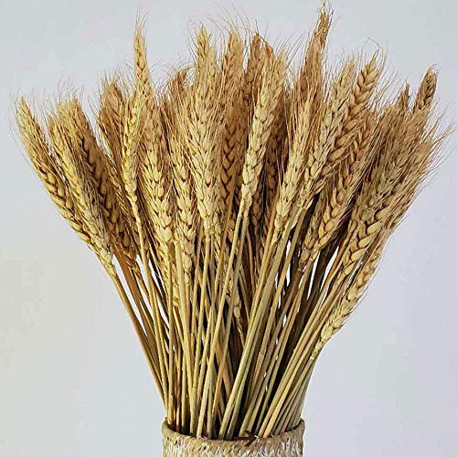 Ruiuzi Decoración de Trigo seco Natural Ramo de Trigo Flores secas de Trigo para centros de Mesa de Boda en casa Balcón Decoración de jarrón de Mesa de Fiesta (marrón, 40cm)