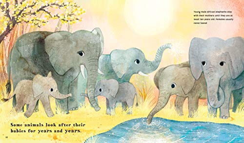Image of Find Out About ... Animal Babies