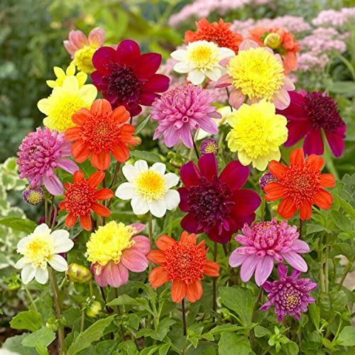 Garden State Bulb Anemone Mix Multi-Color Dahlia Flower Bulbs, Spring Planting (Bag of 12)