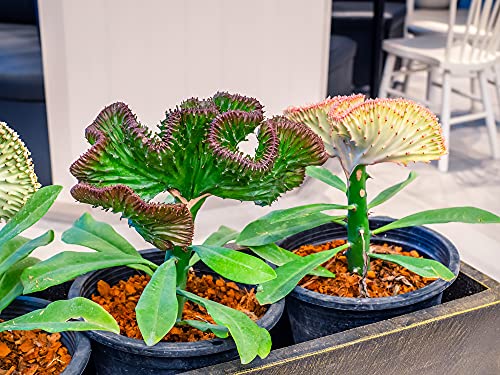 Euphorbia Lactea Cristata