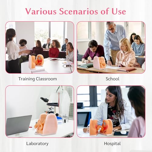 Image of JNMFTD Female Gynecological Manikin，Woman Genitals IUD Vaginal Reproductive System Training Anatomy Model with Accurate Structure 3D Product Manual Card for Teaching Presentation Practical Operation