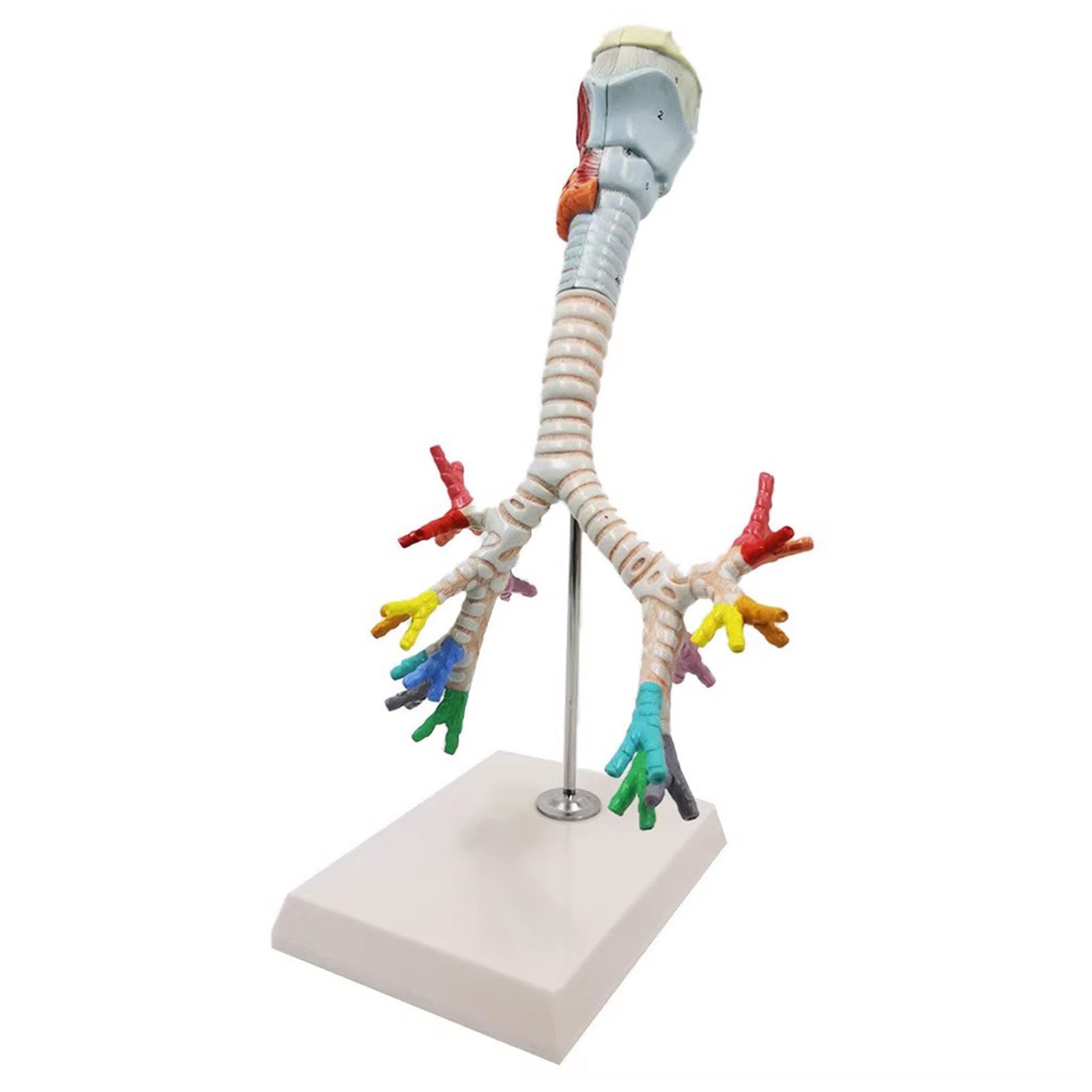 GKHLAMZDE Human Larynx Trachea Bronchial Tree Model, Lungs Bronchus Laryngoscope Demonstration, Laryngeal Anatomy Teaching Display Model