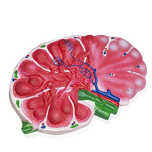 Image of VAC475 Human Lymph Node | Greatly Enlarged and Detailed | Features are Numbered and Key is Included