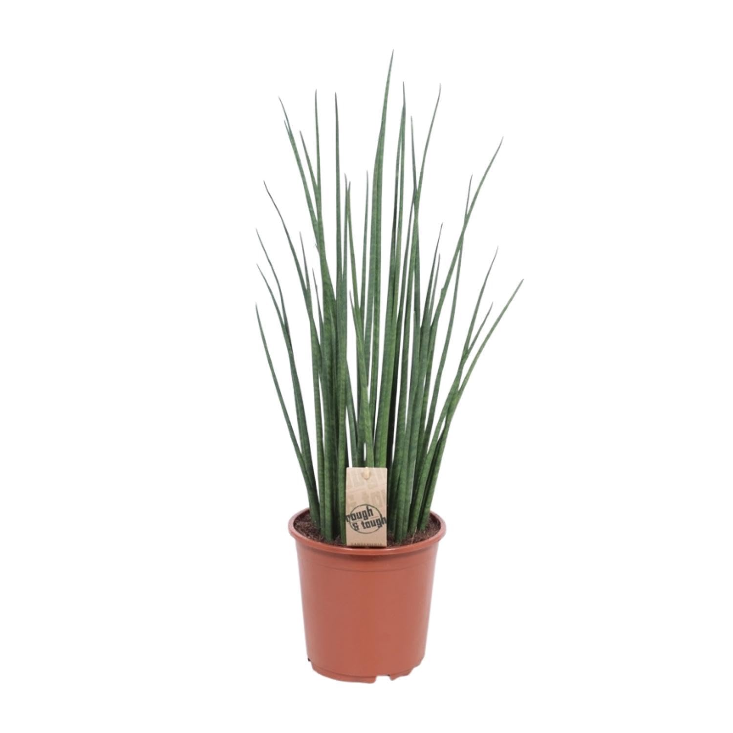 Sansevieria Mikado - 60-70cm - Ø19cm - Pianta d'appartamento - Sempreverde - Cactus e piante grasse