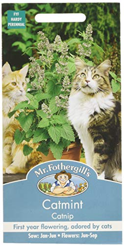 Mr Fothergill's 22838 Catmint Catnip, Green