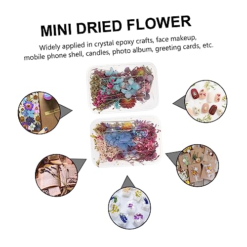 Flores secas mini para manualidades en caja miniatura 6
