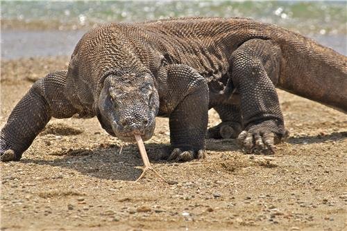 ConversationPrints Komodo Dragon Glossy Poster Picture Photo Monitor Lizard Large Scary Cool