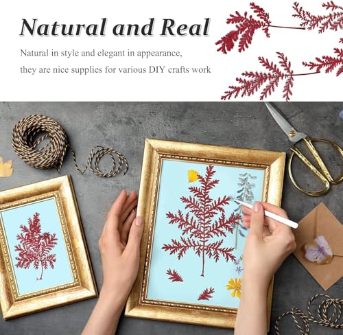 Hojas Secas Rojas Prensadas para Artesanía, 42PCS miniatura 4