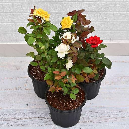 Mphmi Live Plant Nursery NCR Plantslive Set of 3 Love Rose Live Plants Pack Colour White Red Yellow (B0C4H2LYLG) Amazon Price History, Amazon Price Tracker
