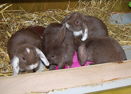 Scratch and Newton Ice Pod - Image 4