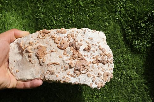 Image of Douvilleiceras & Gastropods Plate Cretaceous Fossils Fossils from Morocco Fossil Rock Ammonites Fossil A197