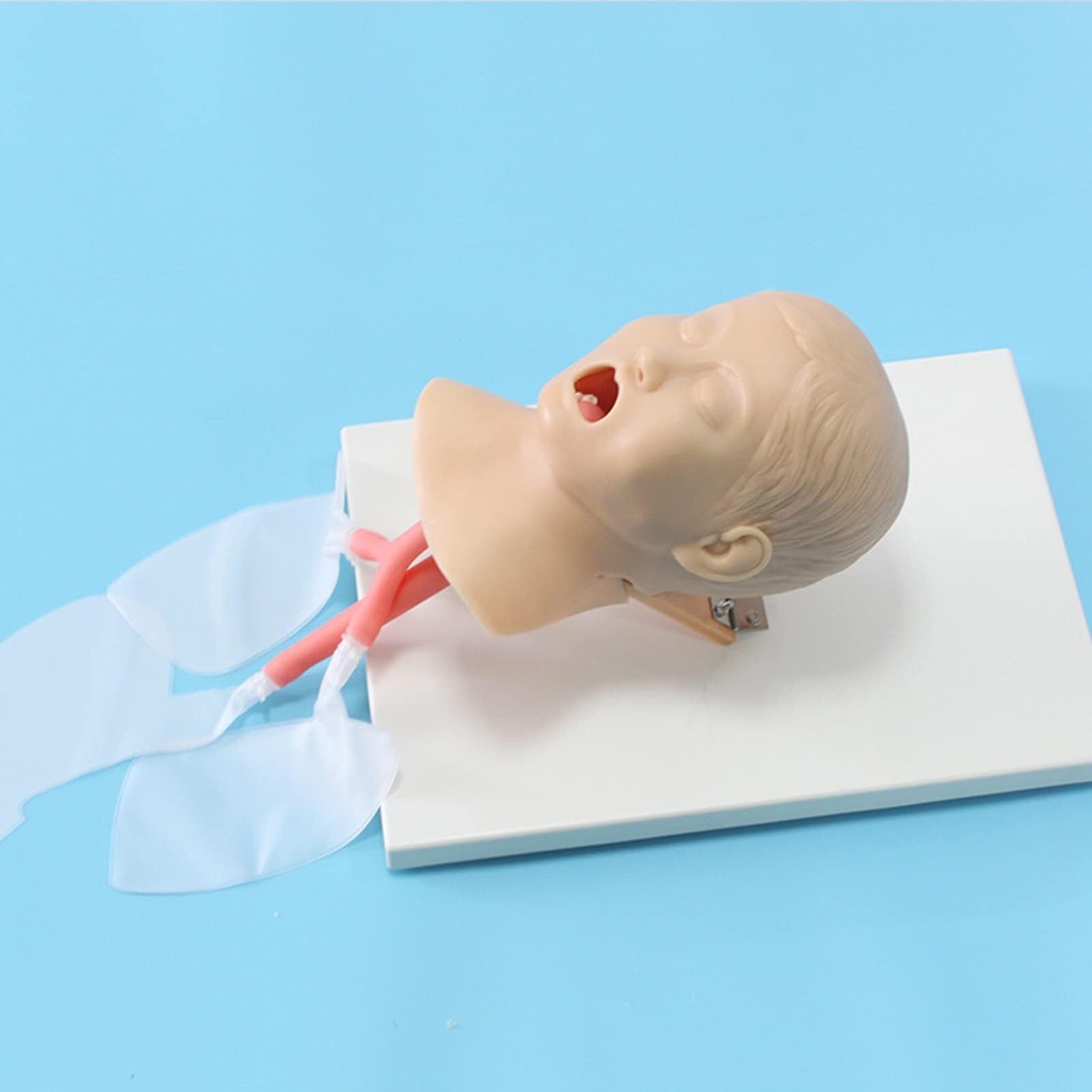 XINGLUOY Children's human tracheal intubation model medical body teaching aids anatomical structure lung stomach