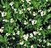 HEIRLOOM NON GMO Sweet Woodruff 10 seeds (Medicinal,Ornamental)