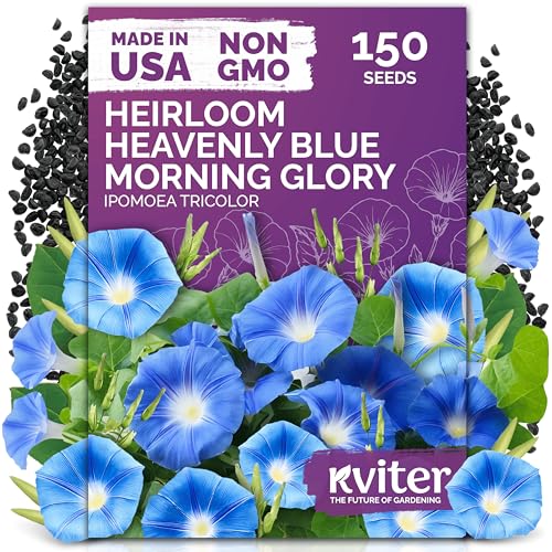 KVITER 150 Heavenly Blue Morning Glory Seeds Bulk (Ipomoea Tricolor) Heirloom Seed Packets Climbing Flower Seeds for Planting Outside Blue Blooms for Home Garden Trellises Fences
