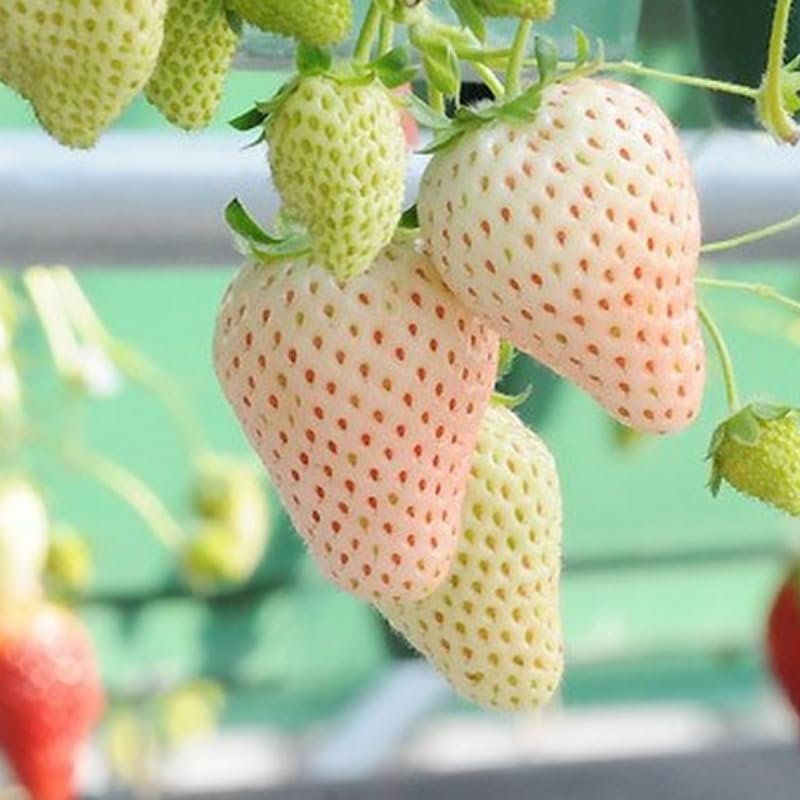 10 White Strawberry Plant, White Strawberry Fruit Plant Live Rooted, Strawberry Roots to Plant