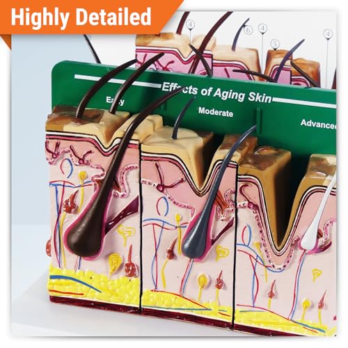 Image of GPI Anatomicals Aging Skin and Hair Loss Model, Replica Showing Aging Skin