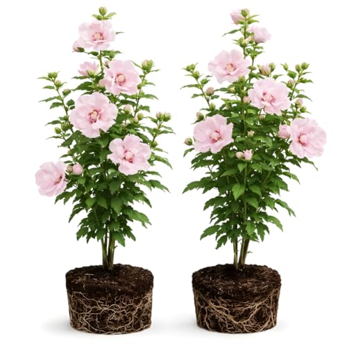 2 Rose of Sharon Tree Live Plant - Pink Althea 12 Feet Tall Pink Hibiscus Syriacus Flowering Shrubs for Outdoor Planting and Garden Beds Dormant Plant