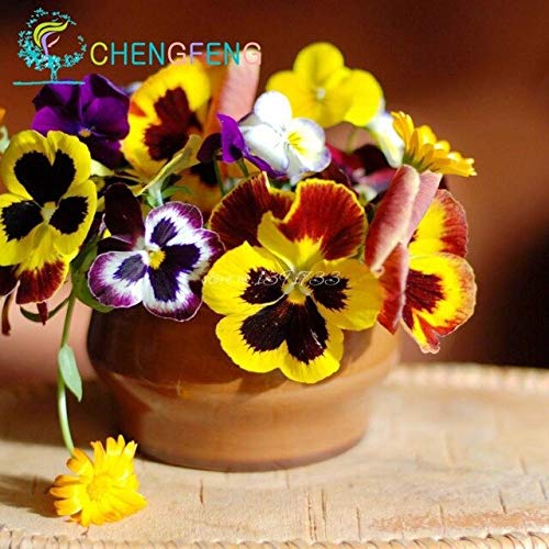 Amazon クリア パック50個の美しいパンジー種子16種類ミックスカラービオラトリコロール花盆栽鉢植えミニプラントギフトdiyホーム アンプ 庭園 花