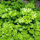 Clovers Garden Parsley Triple Curled Herb Plants – Two (2) Live Plants – Non-GMO - Not Seeds - Each 4" to 8" Tall – in 4" Inch Pots – Heirloom Herb, Fast Growing