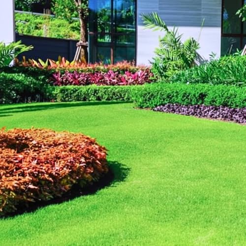Zoysia Lawn Grass Seeds &ndash; 20,000 Count