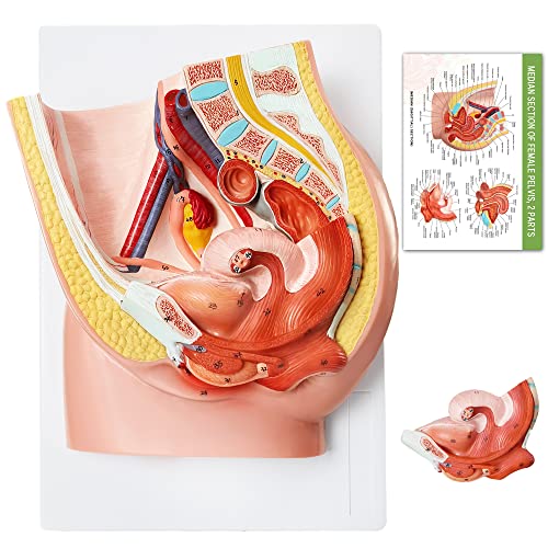 Image of HADWYN Female Pelvis Reproductive Anatomy Model,Life Size Female Pelvic Skeleton Model, Anatomy Medical Model for Science Education with Detailed Product Manual
