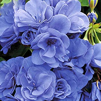 Generic 10PCS Geranium 'Sky Blue Noon' Blue Perennial Flowers Seeds, Pelargonium Fragrant Double Home Garden Flowers