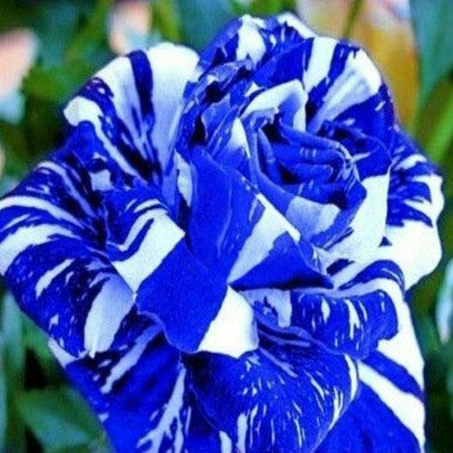 10 Seeds of Grow Rare Blue Dragon Rainbow Rose Bulb Flower Fragrance