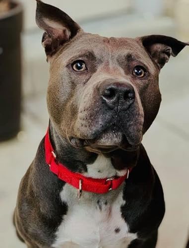 Country Brook Petz - Red Martingale Heavy Duty Nylon Dog Collar - 21 Vibrant Color Options (1 Inch Width, Extra Large) #TOP2