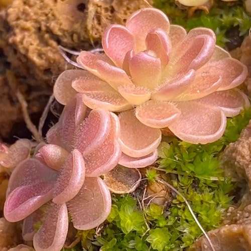 Semillas de plantas carnívoras de Butterwort, semillas de plantas, semillas de flores Semillas de plantas de butterwort, Pinguicula vulgaris, semillas de bonsai de interior, plantas de 300pcs