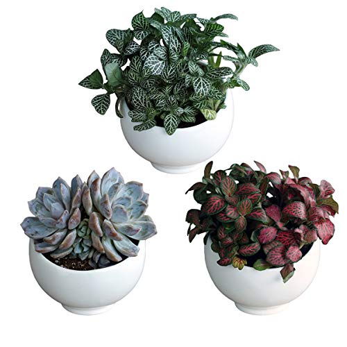Plantas Suculentas Artificiales Cristal Jarrones Decorativas,Plantas A