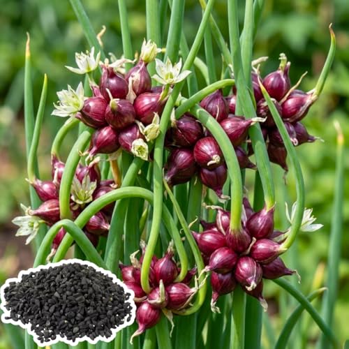 50 Egyptian Walking Onion Seeds for Planting Hardy Perennial Vegetable Seeds Not Bulbs Edible Onion Herb for Home Garden Year-Round Planting