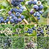 también disponemos de una variedad de semillas de frutas para elegir en nuestra tienda.por ejemplo, semillas de ciruela, semillas de fresa, semillas de arándano, semillas de fruta del dragón, semillas de uva, semillas de manzana, semillas de niña, semillas de kiwi, etc.puedes diseñar un juego de jardín como para tus .