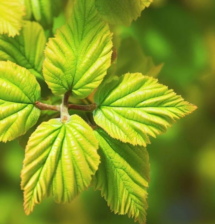 Hamamelis virginiana (American Witchhazel, Witch Hazel, Common Witchazel) Shrub Seeds, Fragrant Flowers, Tiny, Woody Fruits, Seeds by MySeeds.Co, You Choose The Amount (1 oz)