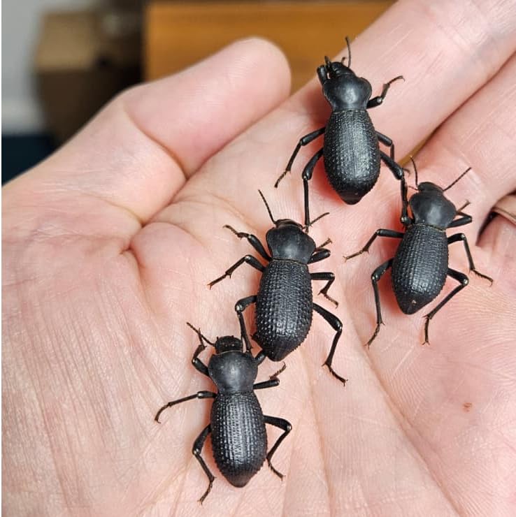 Rough Death Feigning Beetle (Cryptoglossa muricata) (Group of 5) - Fun and Easy Care - Live Ironclad Beetle! Keep with Blue Death Feigning Beetles