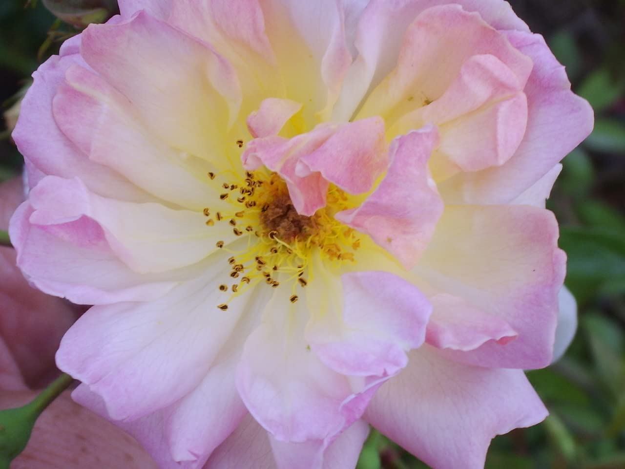 'Phyllis Bide' Potted Rose - Rambling Rose - Fragrant Pink, Yellow and Apricot Flowers - 4 Litre Pot