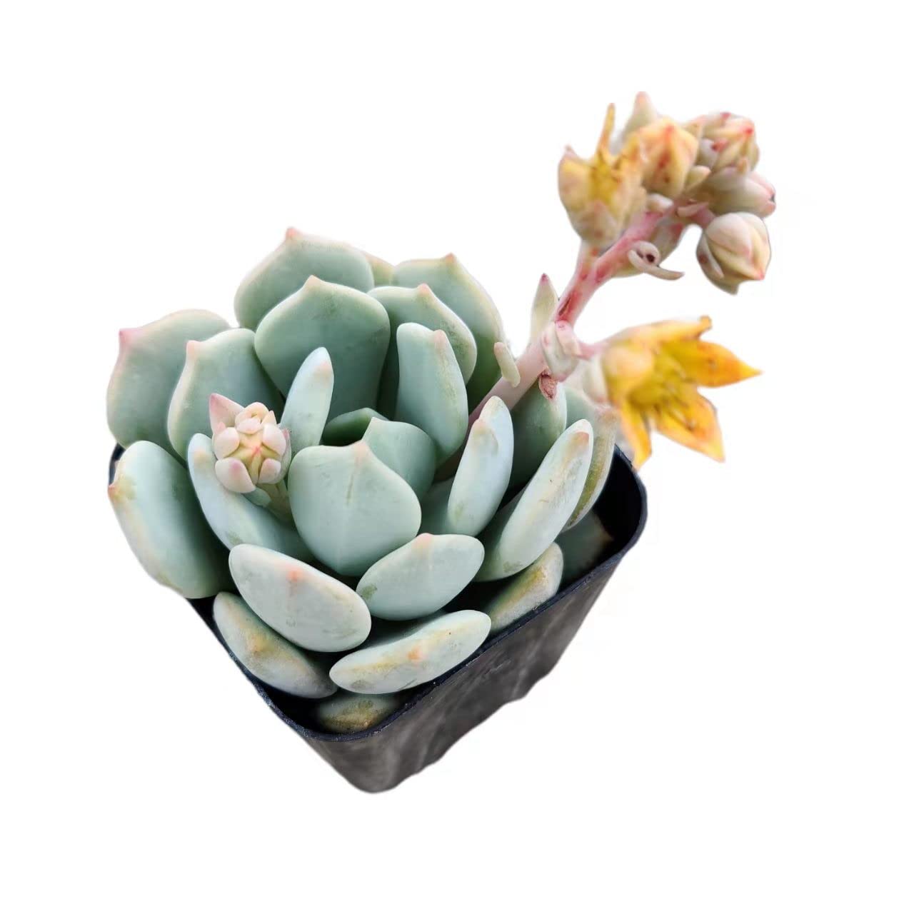 FOLIAGEMS Live Succulent Cactus Plants from USKC (2" Pot) (Echeveria Moonglow)
