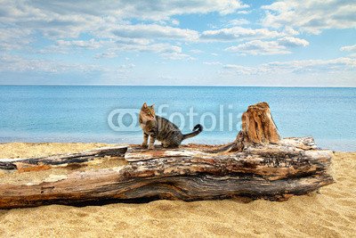 Cat Sitting On A Snag at the Seashore (64554183), Forex with Canvas Structure, 90 x 60 cm