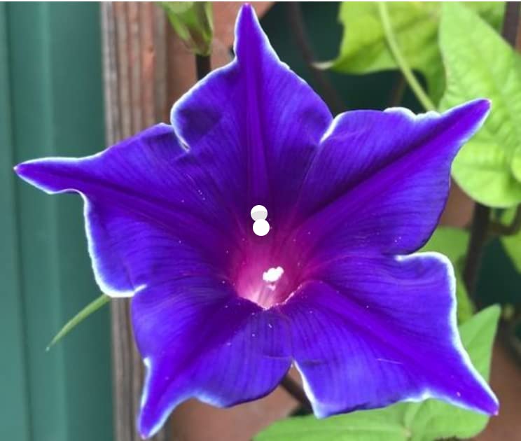 See full amazon price history chart for Vinca Art Morning Glory Blue Kikyozaki Picotee/Ipmoea/Vining/Perennial/Flower10 Imported Seeds Pack,Annual Plant Sowing/Growing For Kitchen Gardening Plant And Home Gardening In Indian Climate Vinca Art Morning Glory Blue Kikyozaki Picotee/Ipmoea/Vining/Perennial/Flower10 Imported Seeds Pack,Annual Plant Sowing/Growing For Kitchen Gardening Plant And Home Gardening In Indian Climate (B0B3554RCS) Amazon Price History, Amazon Price Tracker